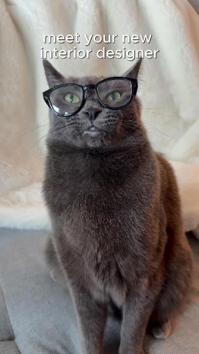 猫も認める、アイコニックなデザイン。
