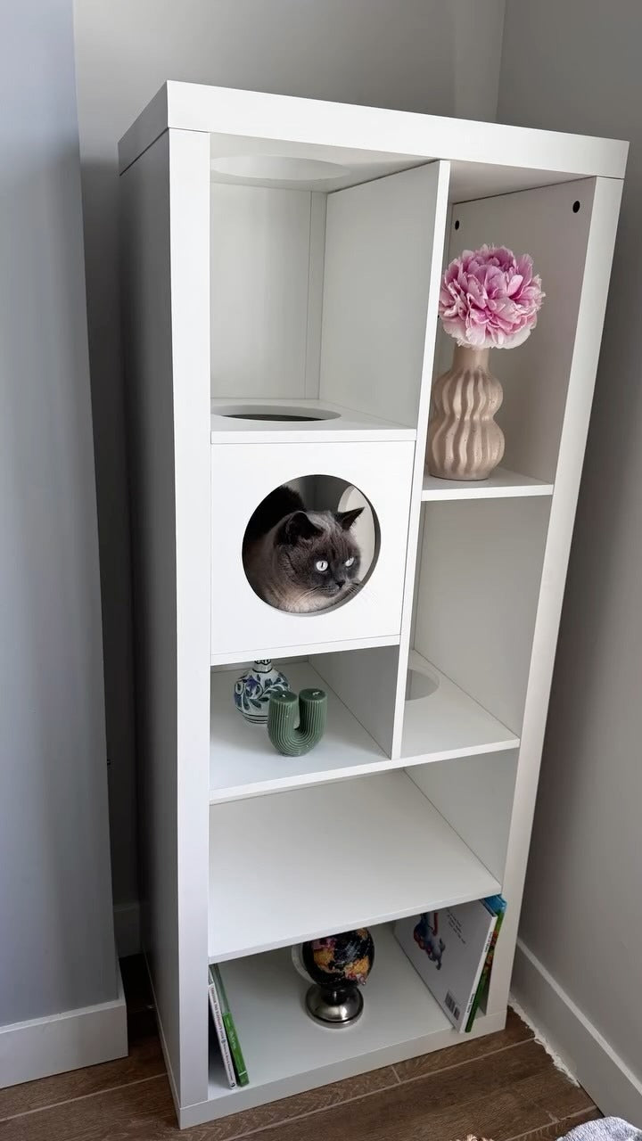 猫も人も夢中になる、Zeusの新しいお気に入りコーナー