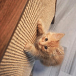 【4catsndogs】壁掛け式 猫用爪とぎ シェルフ Wesley